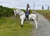 NICE AND VERY FUNNY GELDING. ANDALUSIAN . 