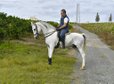 NICE AND VERY FUNNY GELDING. ANDALUSIAN . 
