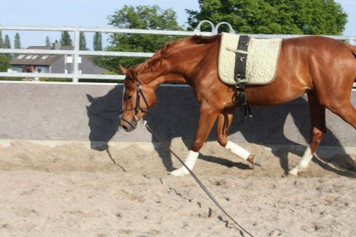  3-year-old Prince Piccolo junior