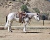 Super well-trained Quarter Horse Gelding.