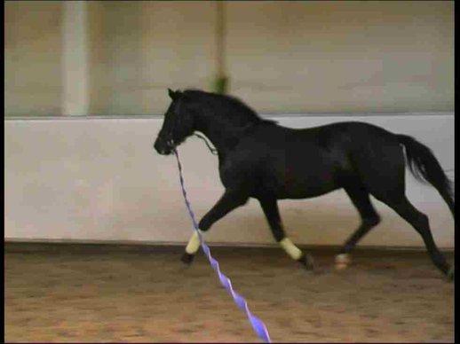 Elegant young black gelding for dressage