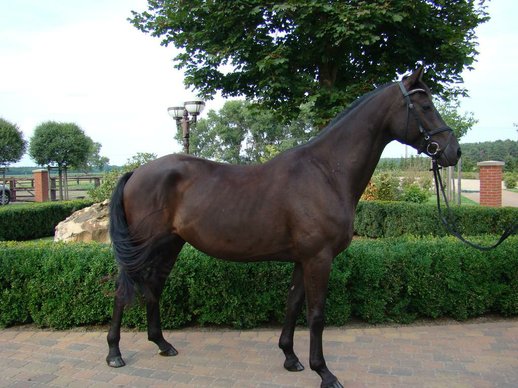 Chic 3-year-old Oldenburg