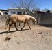 Top gezogener, palominofarbener Quarter Horse Hengst
