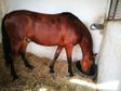 Beautiful PRE gelding is looking for a new home