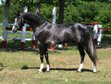 Sport horse for sale