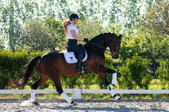 EBDC_Sporthorses