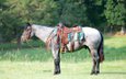 Calm and Gentle Blue Roan Quarter Horse Gelding