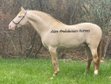 Wonderful stallion perlino ( Spanish horse)