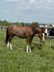 Toller Quarter Horse Wallach mit Herz und Potenzial