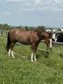 Toller Quarter Horse Wallach mit Herz und Potenzial