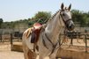 Wunderschöne Lusitano Stute zu verkaufen 