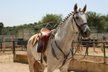 Wunderschöne Lusitano Stute zu verkaufen 