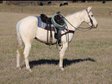 Calm And Gentle Palomino Quarter Horse!!