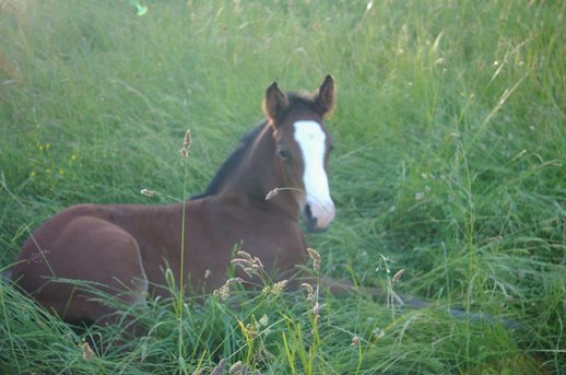 Charmer R as a foal