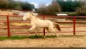 TOT TOP QUALITÄT PRE STALLION. PERLINO