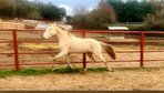 TOT TOP QUALITÄT PRE STALLION. PERLINO