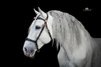 #superstar #psghorse