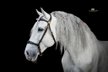 #superstar #psghorse