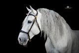 #superstar #psghorse