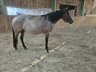 Menschenbezogene Bay Roan QH Stute mit bester Abstammung