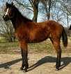 Vielseitiger Quarter Horse Stutjährling mit tollem Charakter