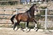 Expressive and moving PRE stallion - approx. 1.73 m