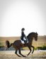 Impressive piro free PSG PRE gelding