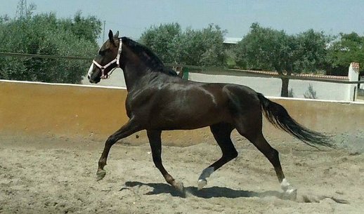  GANADOS CHANDO FARM