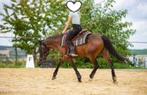 talentiertes Reitpony mit Show-Erfahrung