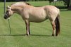 Azora is my 9 year old registered Fjord. Azora is standing at 14.