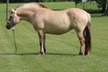 Azora is my 9 year old registered Fjord. Azora is standing at 14.