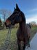 Trotting mare