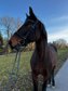 Trotting mare