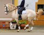Advanced level / TOP LUSITANO