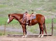 Gorgeous & Sweet 8yo AQHA Mare