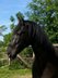 Apolo XVII La Yedra - PRE, Wallach, 9 Jahre, Rappe
