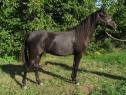 Welsh B black Mare