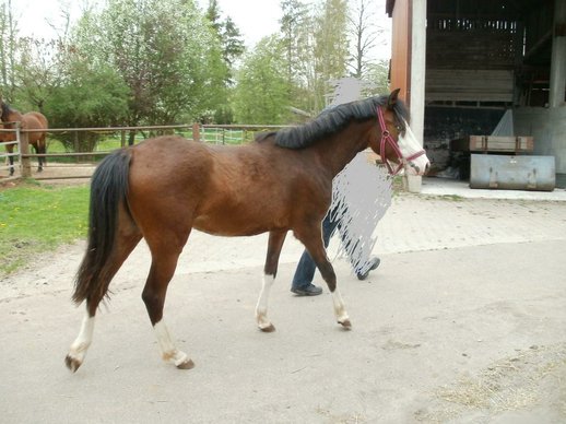 Pony Mare