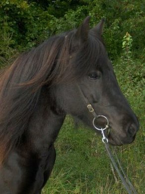 Horse Breed Icelandic