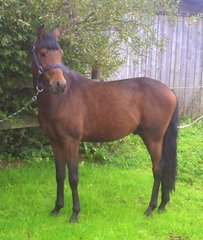 Deutsches Reitpony Pferd