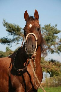 Quarter Horse Pferd