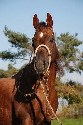 Horse Breed Quarter Horse