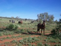 Brumby Horse