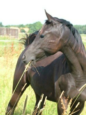 Horse Breed Quarab 