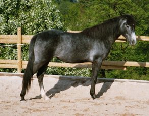 Horse Breed Arabian-Berber