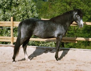 Pferderasse Araber-Berber