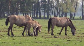 Pferderasse Dülmener Pony