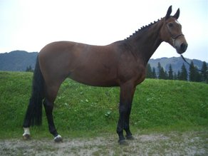 Horse Breed Bavarian Warmblood