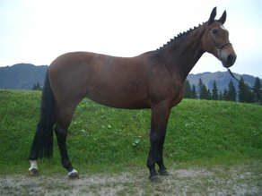 Pferderasse Bayerisches Warmblut