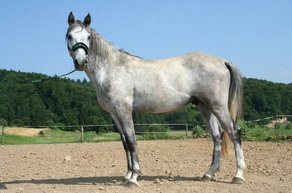 Horse Breed Lipizzan